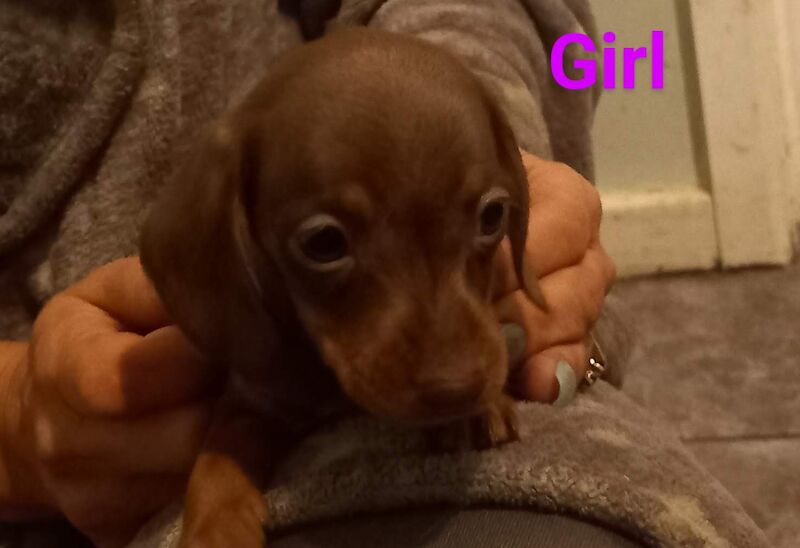 Miniature dachshund puppies for sale in King's Lynn, Norfolk