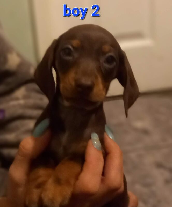 Dachshunds for sale in King's Lynn, Norfolk