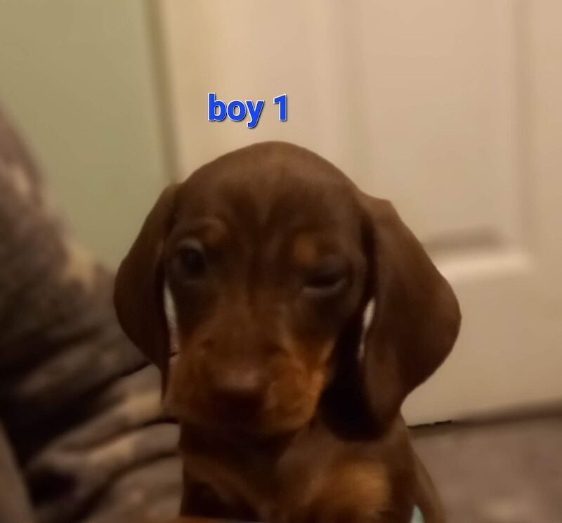 Dachshund Puppies for sale in Norfolk