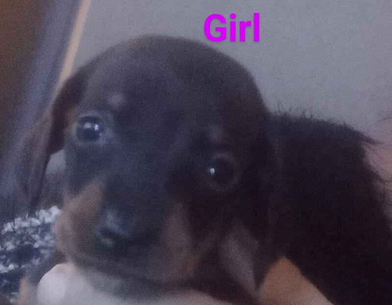 Dachshund Puppies for sale