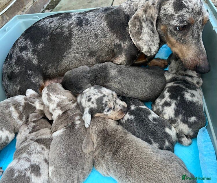 Miniature dachshund puppies for sale in Enfield, Greater London