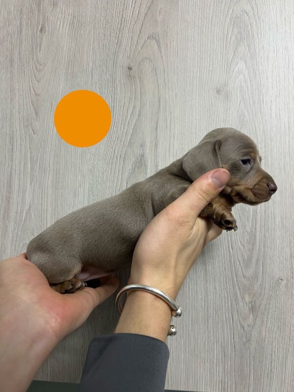 Miniature dachshund puppies for sale in Dartford, Kent - Image 1