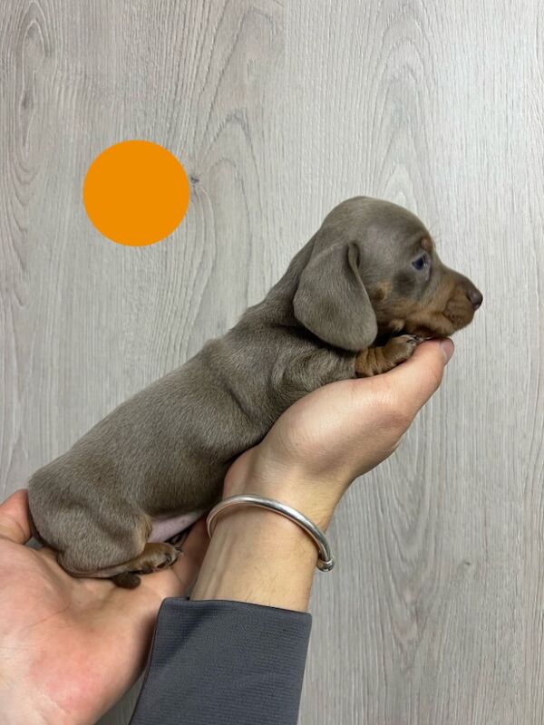 Miniature dachshund puppies for sale in Dartford, Kent - Image 2