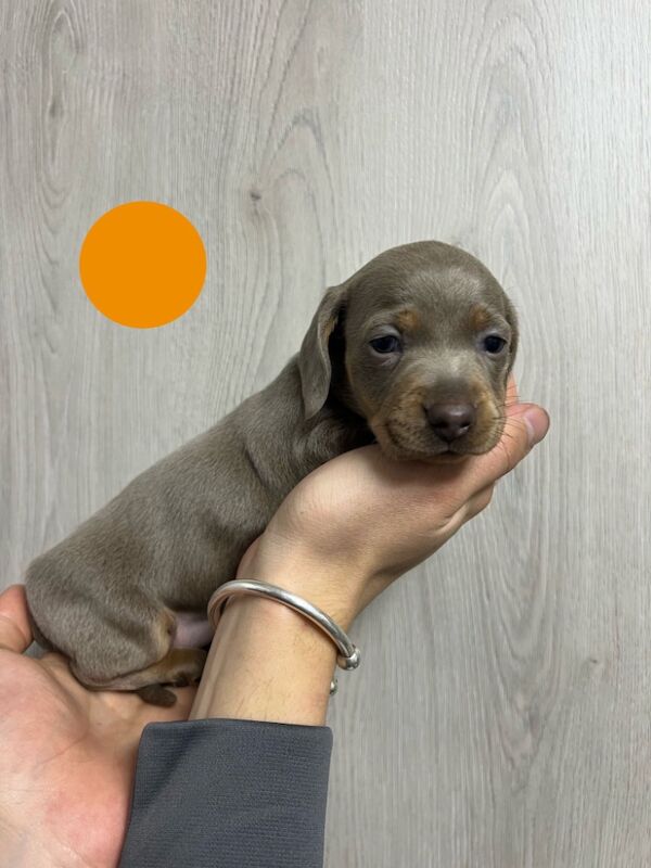 Miniature dachshund puppies for sale in Dartford, Kent - Image 3