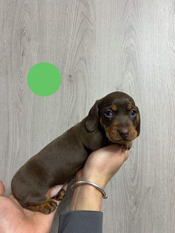 Miniature dachshund puppies for sale in Dartford, Kent - Image 4