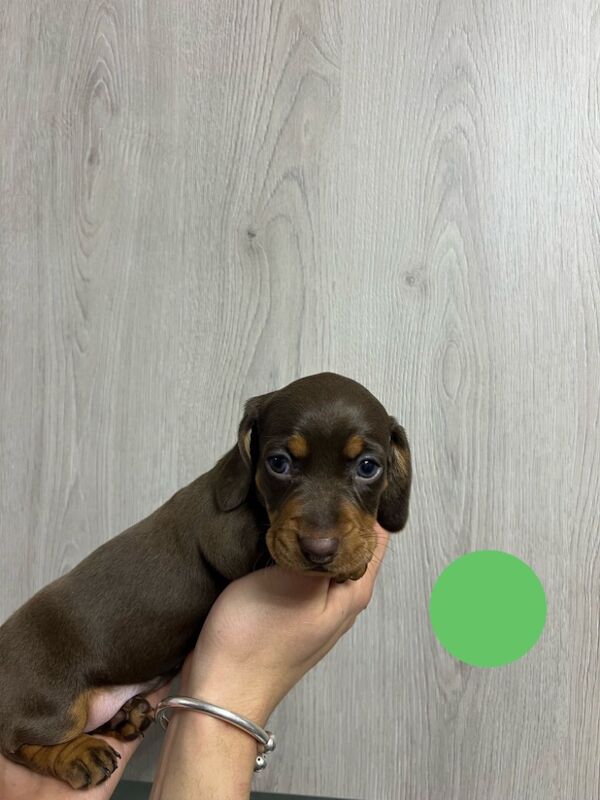 Miniature dachshund puppies for sale in Dartford, Kent - Image 6