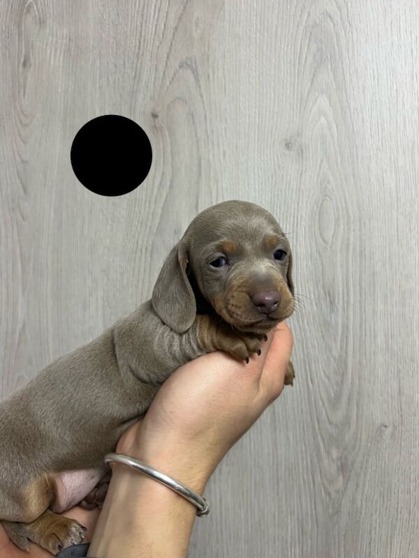 Miniature dachshund puppies for sale in Dartford, Kent - Image 8