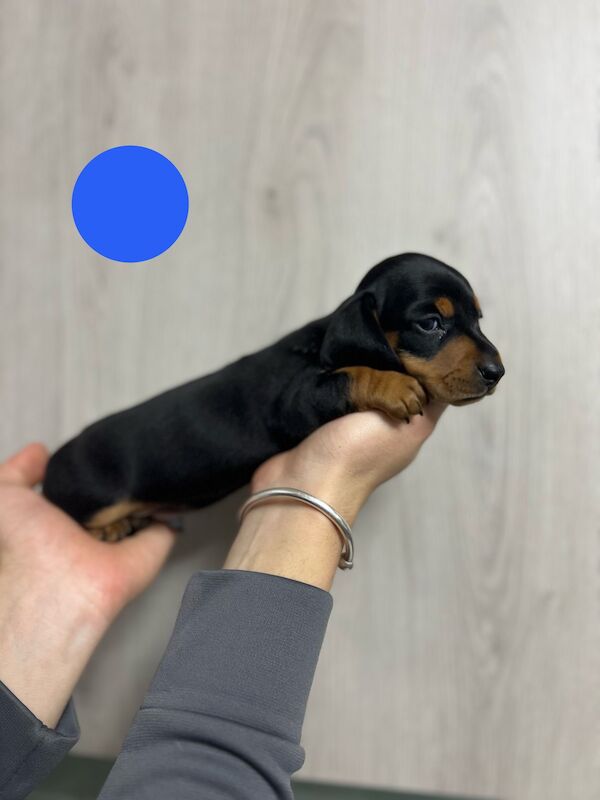 Miniature dachshund puppies for sale in Dartford, Kent - Image 10