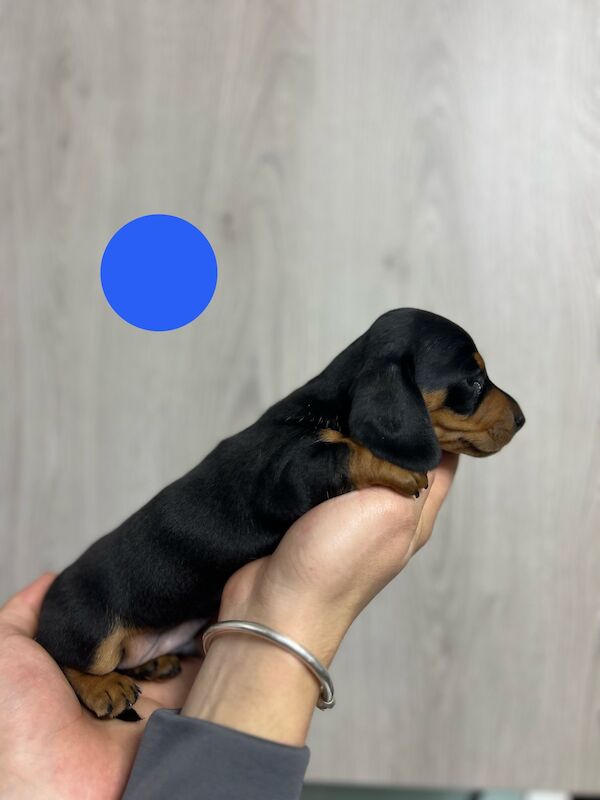 Miniature dachshund puppies for sale in Dartford, Kent - Image 11