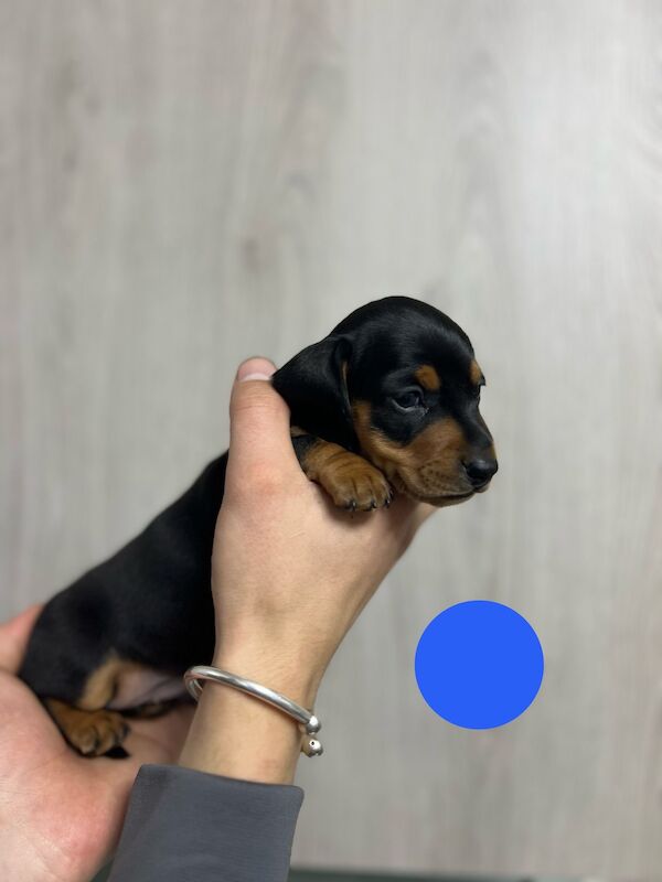 Miniature dachshund puppies for sale in Dartford, Kent - Image 12