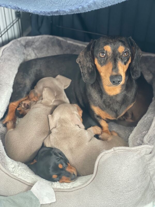 Miniature dachshund puppies for sale in Dartford, Kent - Image 13