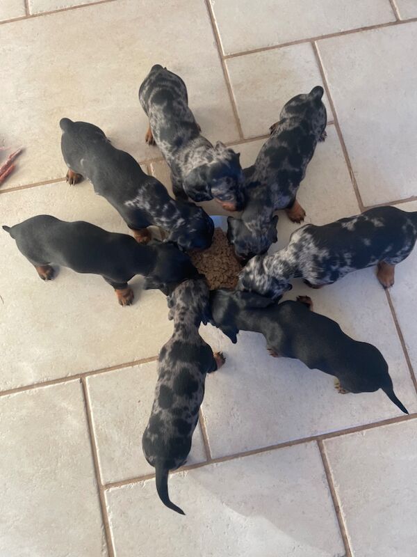 Miniature Dachshund puppies for sale in Whitchurch, Shropshire