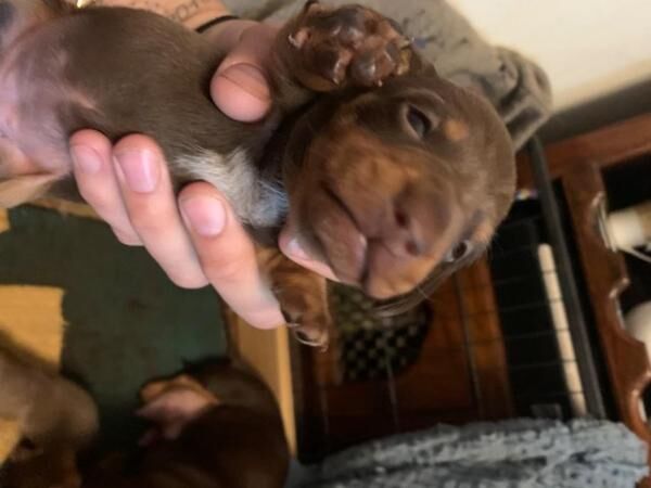 Miniature dachshund puppies for sale in Buxton, Derbyshire - Image 2
