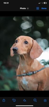 Miniature Dachshund puppies for sale in Basildon, Essex - Image 4