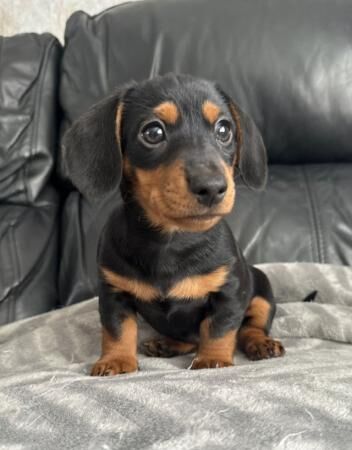Miniature Dachshund puppies for sale in Litherland, Merseyside