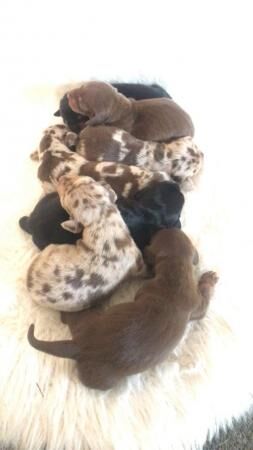Miniature dachshund puppies for sale in Poole, Dorset