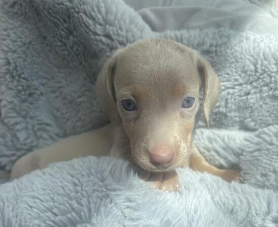 Miniature dachshund puppies for sale in Leigh Beck, Essex