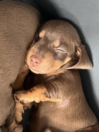 Miniature dachshund puppies for sale in Malpas, Cheshire - Image 1