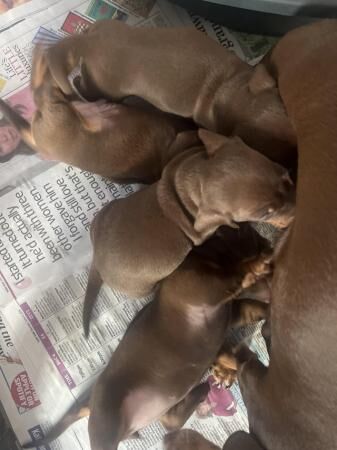 Miniature dachshund puppies for sale in Malpas, Cheshire - Image 3
