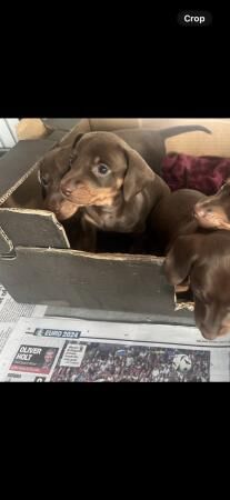 Miniature dachshund puppies for sale in Malpas, Cheshire - Image 4