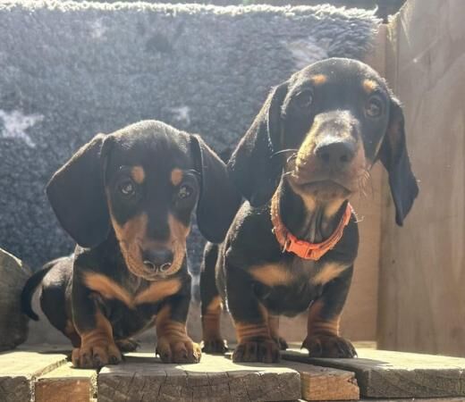 Miniature Dachshund puppies for sale in West Haddon, Northamptonshire