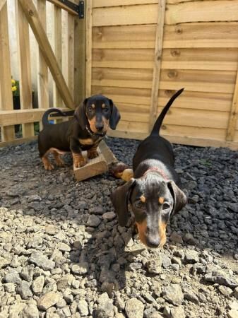 Miniature Dachshund puppies for sale in West Haddon, Northamptonshire - Image 2