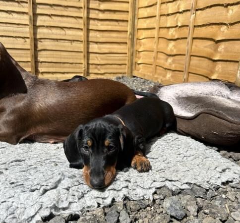 Miniature Dachshund puppies for sale in West Haddon, Northamptonshire - Image 3