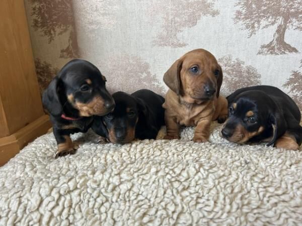 Miniature Dachshund puppies for sale in West Haddon, Northamptonshire - Image 4