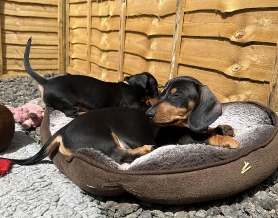 Miniature Dachshund puppies for sale in West Haddon, Northamptonshire - Image 5
