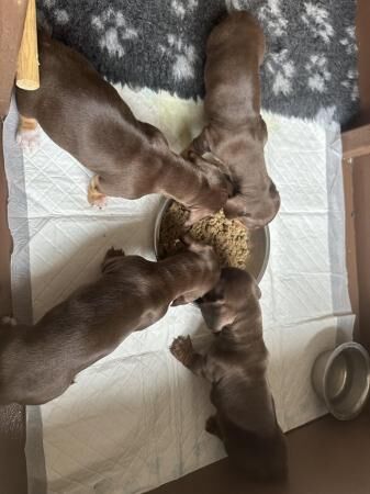 Miniature dachshund puppies for sale in Rawcliffe, East Riding of Yorkshire