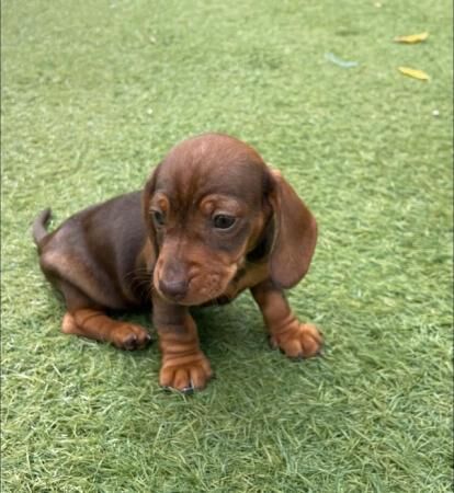 Miniature Dachshund Puppies for sale in Welshpool/Y Trallwng, Powys