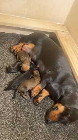 Miniature dachshund puppies for sale in Batley, West Yorkshire