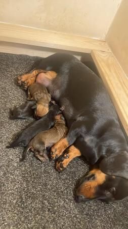 Miniature dachshund puppies for sale in Batley, West Yorkshire - Image 1