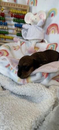 Miniature dachshund puppies for sale in Batley, West Yorkshire - Image 3