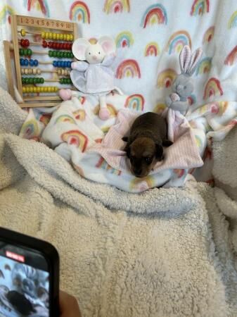 Miniature dachshund puppies for sale in Batley, West Yorkshire - Image 4