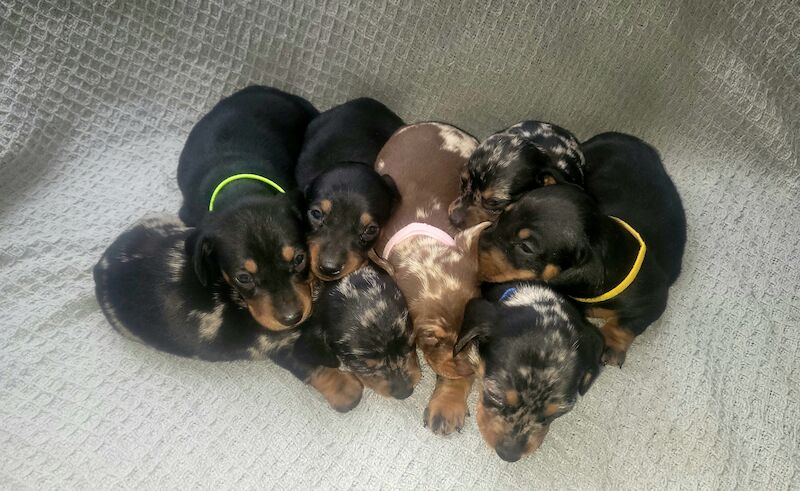 Miniature dachshund puppies ready now for sale in Oakwood, Enfield, Greater London - Image 4