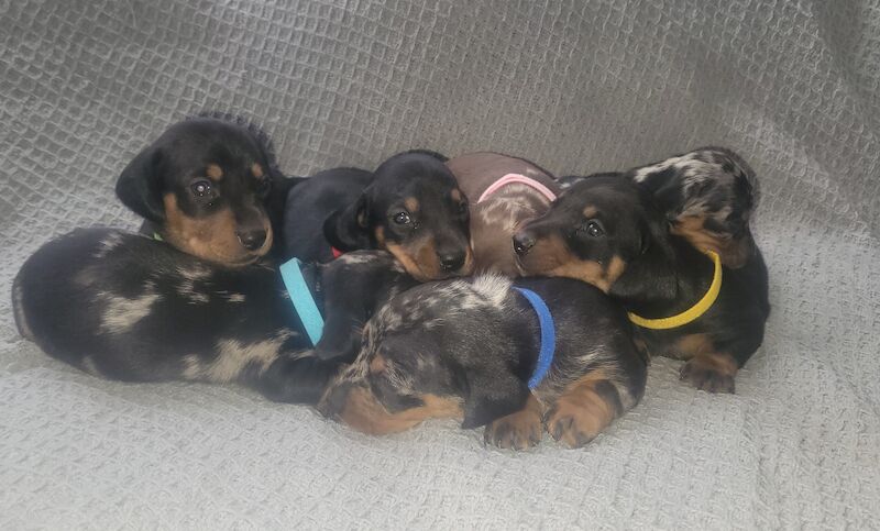 Miniature dachshund puppies for sale in Oakwood, Enfield, Greater London - Image 4