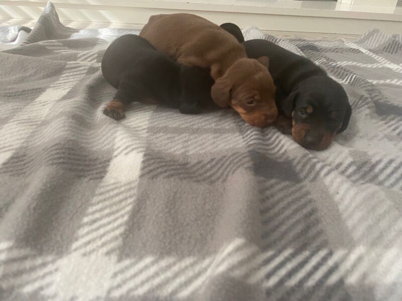 miniature dachshund puppies for sale in Enfield Town, Enfield, Greater London