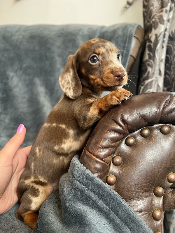 Miniature Dachshund Puppies for sale in Stokesley, North Yorkshire - Image 1