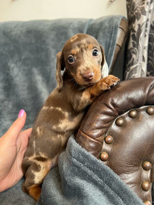 Miniature Dachshund Puppies for sale in Stokesley, North Yorkshire - Image 2