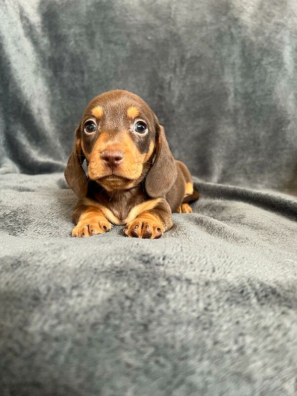 Miniature Dachshund Puppies for sale in Stokesley, North Yorkshire - Image 3