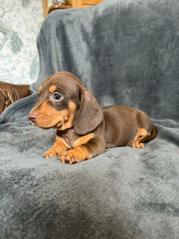 Miniature Dachshund Puppies for sale in Stokesley, North Yorkshire - Image 4