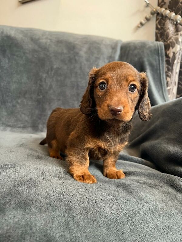 Miniature Dachshund Puppies for sale in Stokesley, North Yorkshire - Image 5