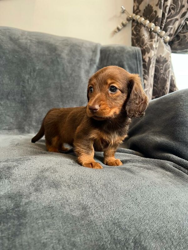 Miniature Dachshund Puppies for sale in Stokesley, North Yorkshire - Image 6