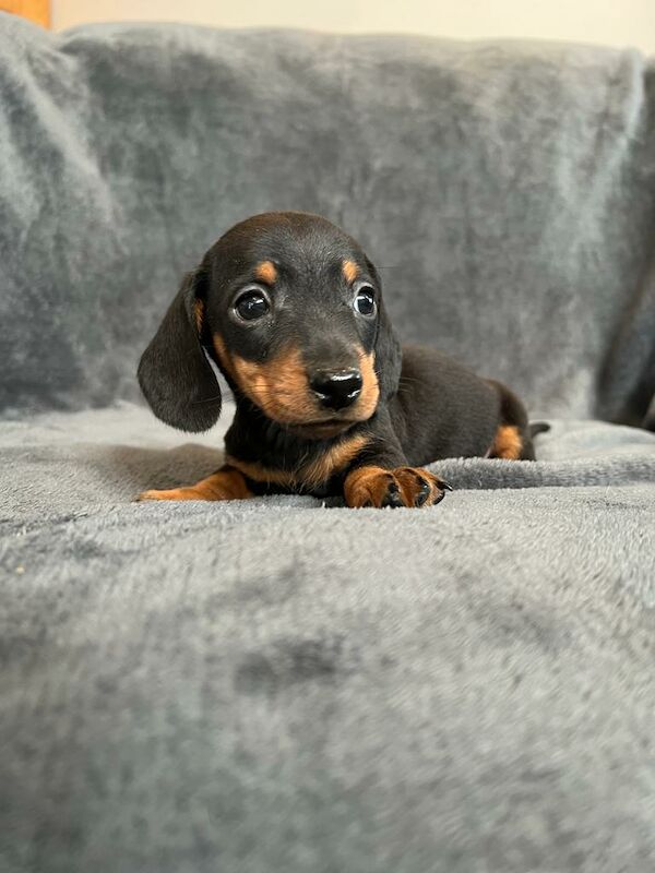 Miniature Dachshund Puppies for sale in Stokesley, North Yorkshire - Image 7