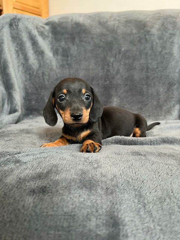 Miniature Dachshund Puppies for sale in Stokesley, North Yorkshire - Image 8