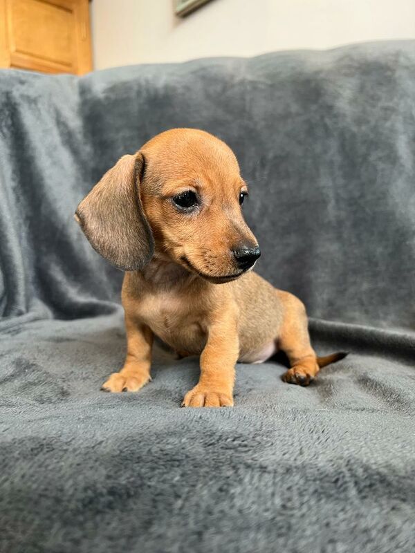 Miniature Dachshund Puppies for sale in Stokesley, North Yorkshire - Image 9