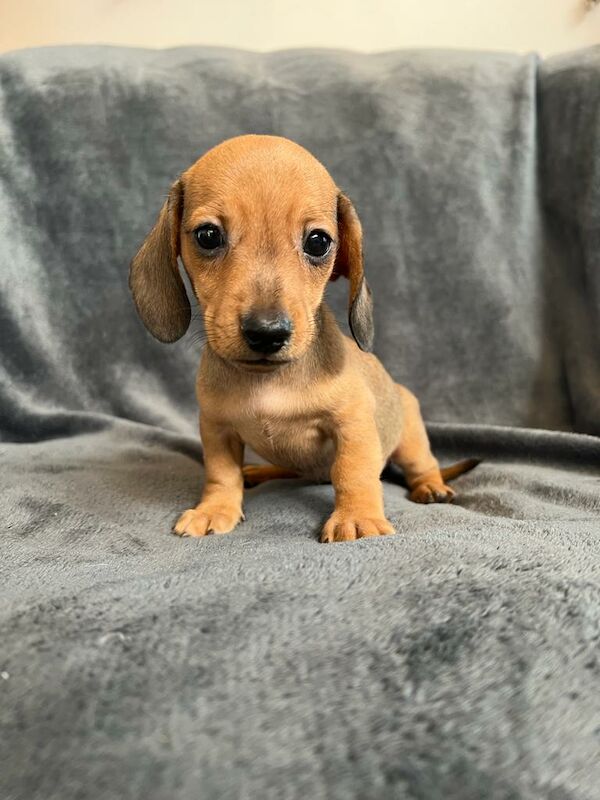 Miniature Dachshund Puppies for sale in Stokesley, North Yorkshire - Image 10