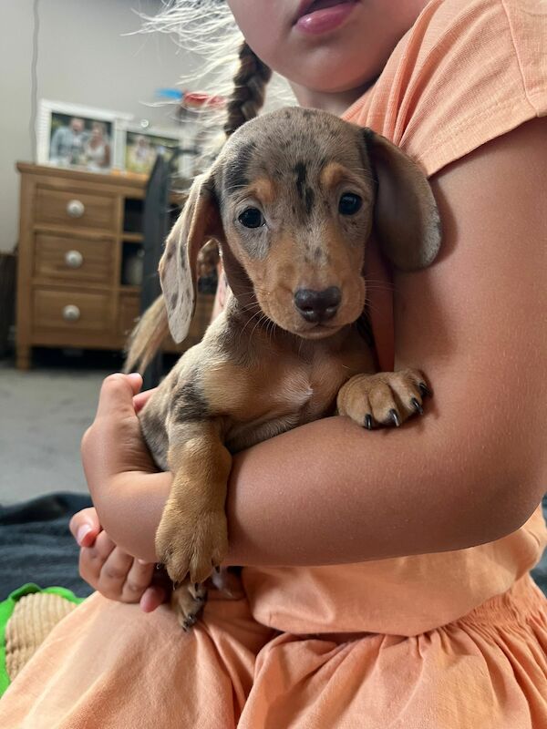 Miniature Dachshund Puppies for sale in Stokesley, North Yorkshire - Image 11