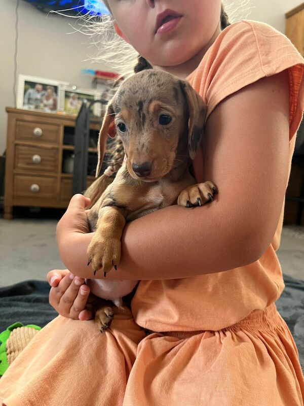 Miniature Dachshund Puppies for sale in Stokesley, North Yorkshire - Image 12